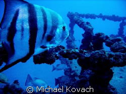Atlantic Spadefish on the wreck of the Speigel Grove off ... by Michael Kovach 